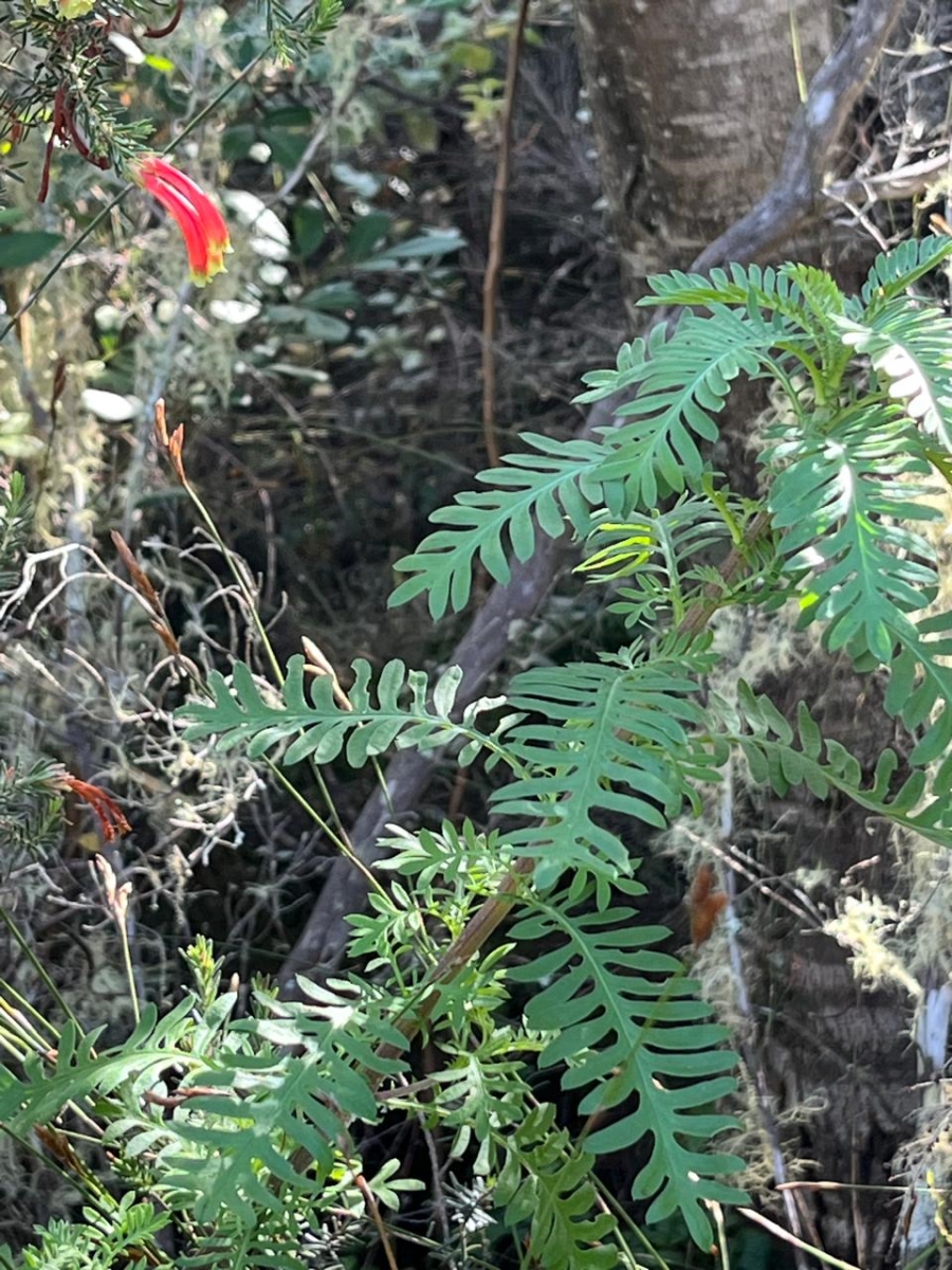  Bedroom Property for Sale in Natures Valley Western Cape